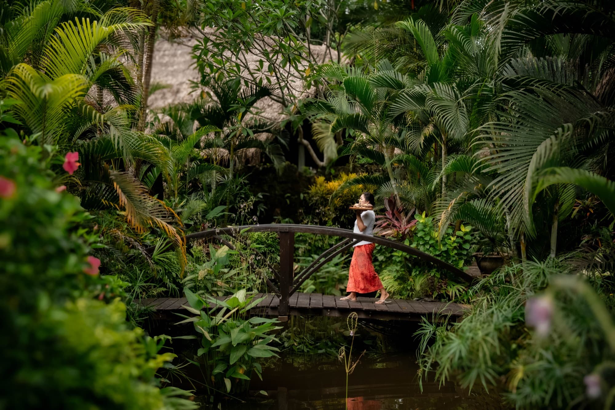 Footbridge crossing the lotus pond in the tropical garden