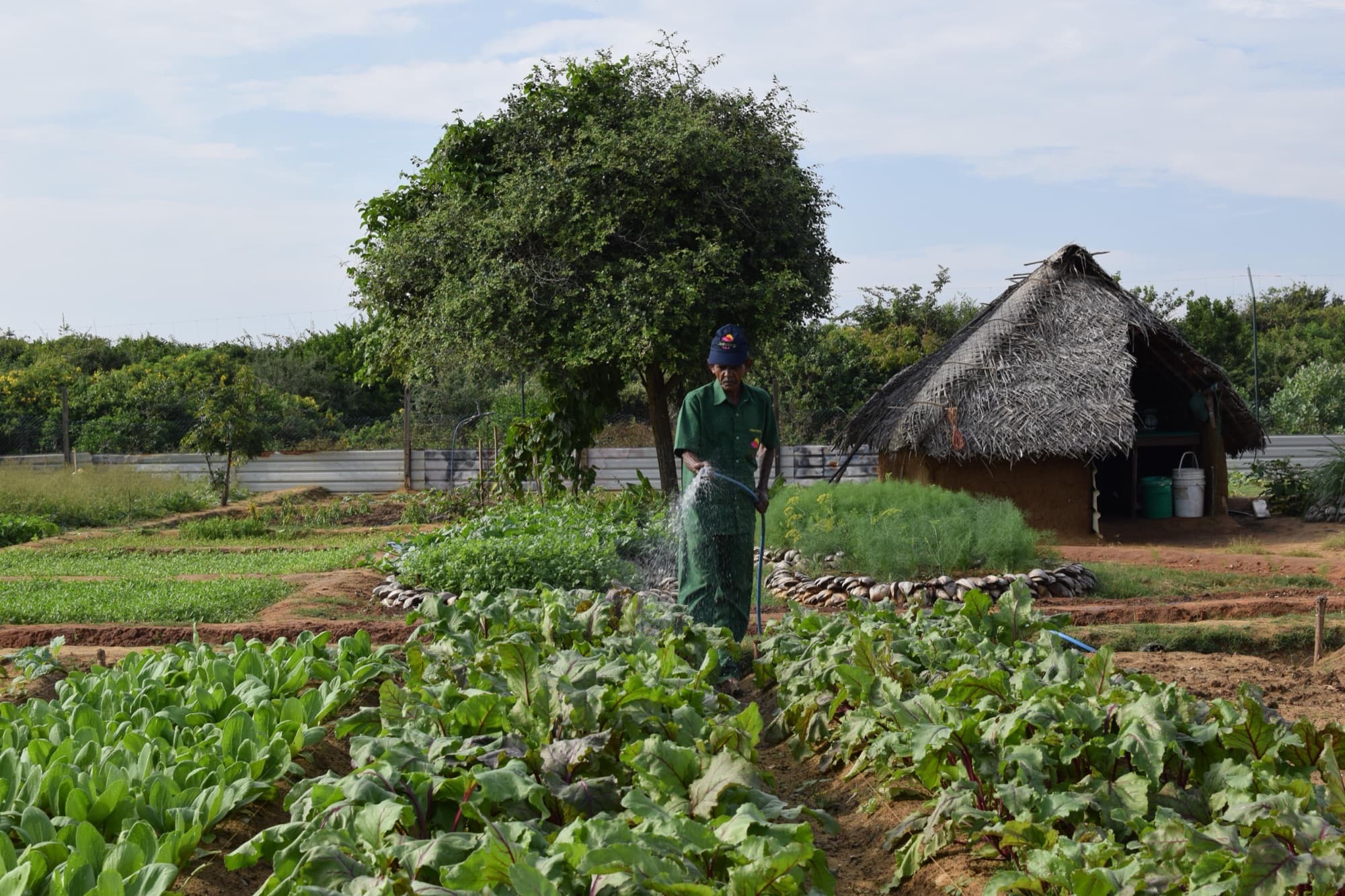 Gardener watering rows of vegetables in the on-site organic garden with a thatched hut behind