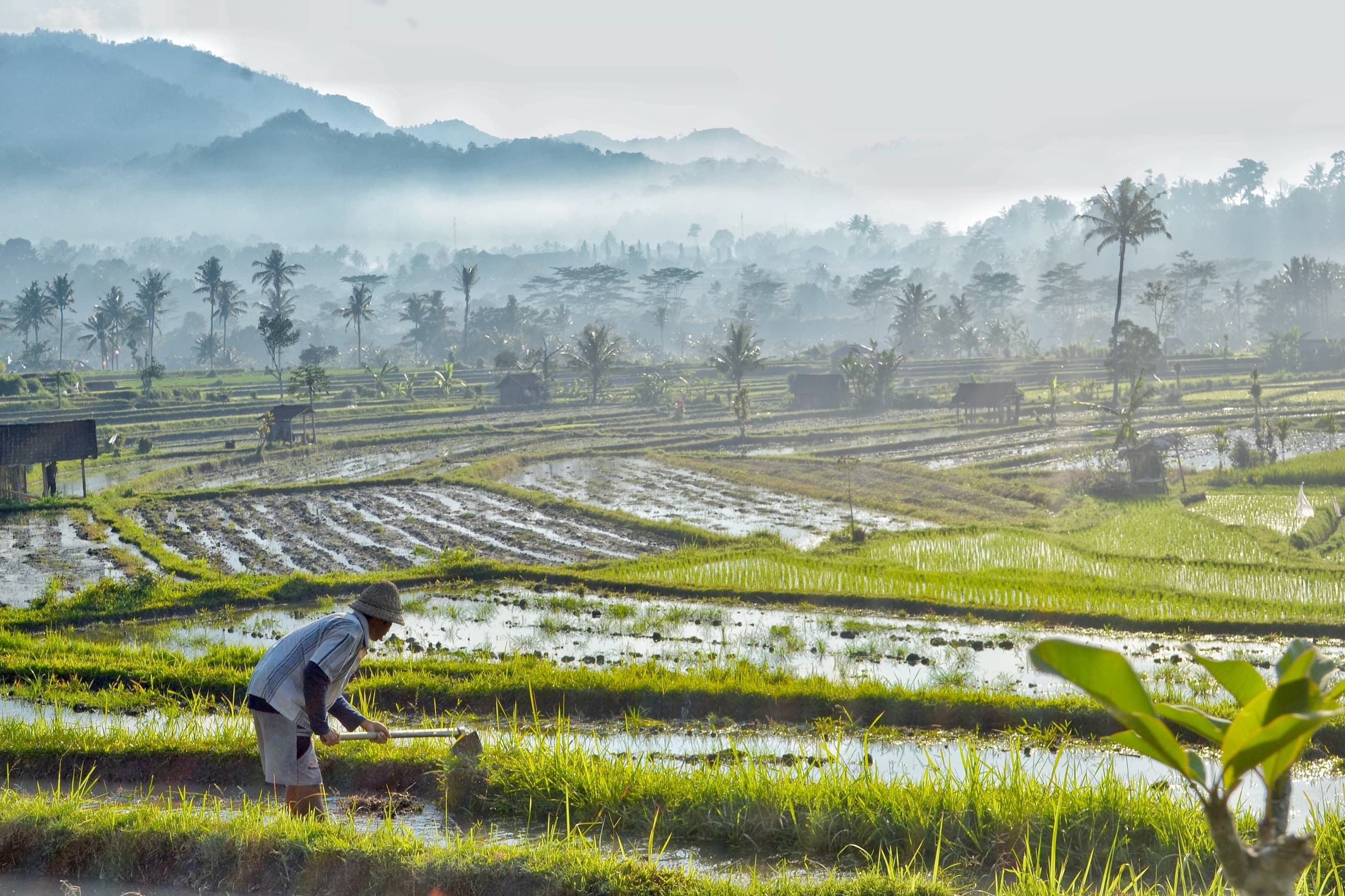 Farmer tending the rice terraces of the Sidemen valley, east Bali