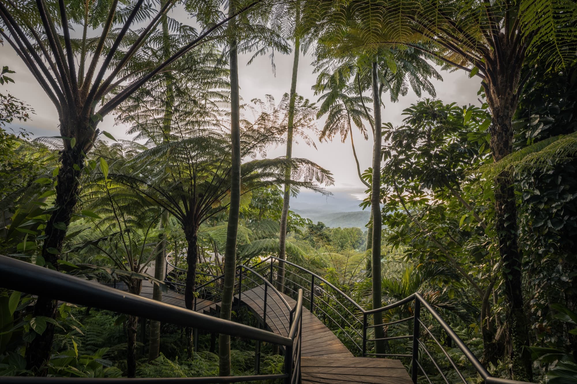 Elevated timber boardwalk winding down through tree ferns with a valley view