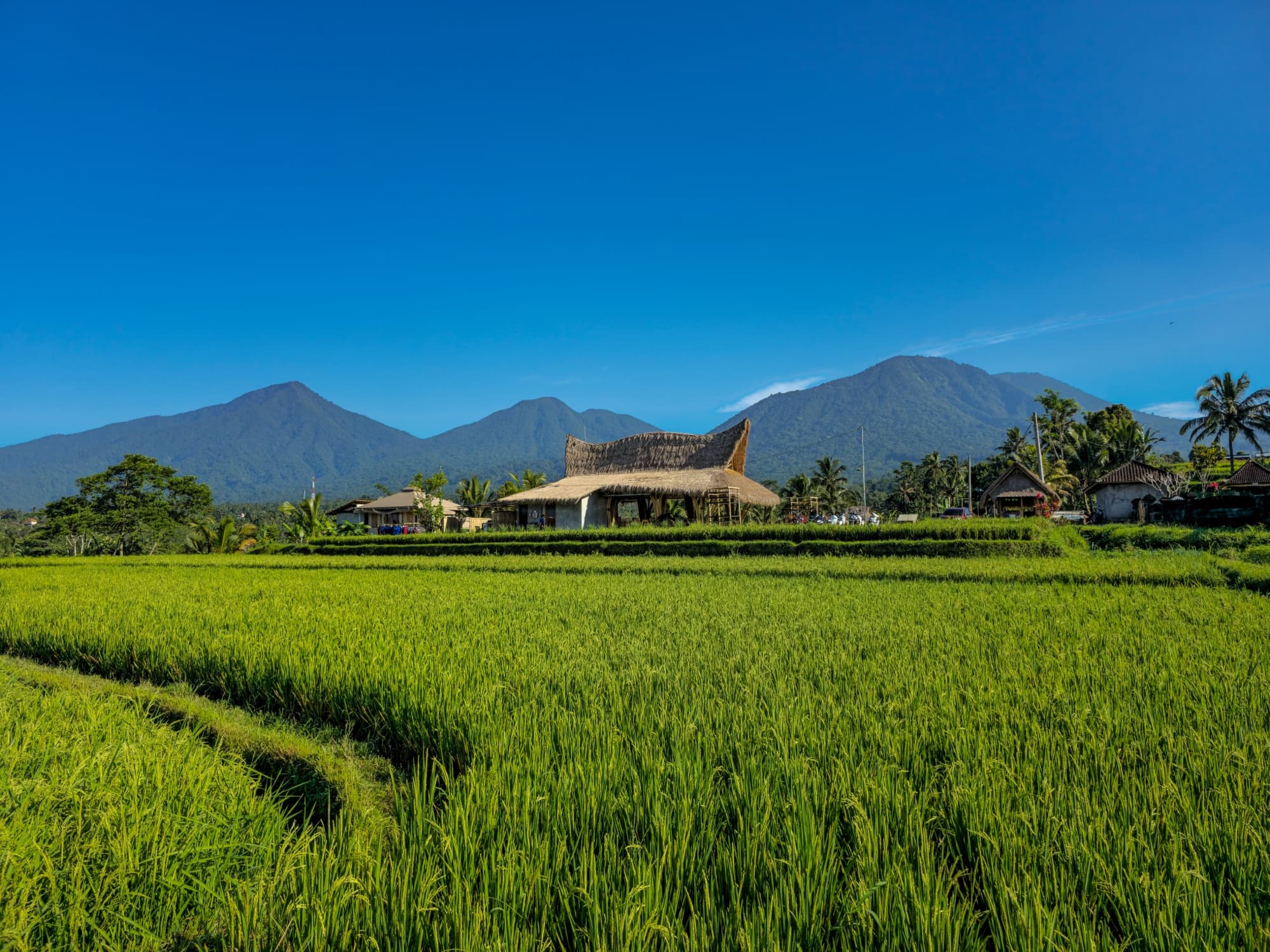 Nadi Farm Café framed by rice paddies with Mt Batukaru in the background