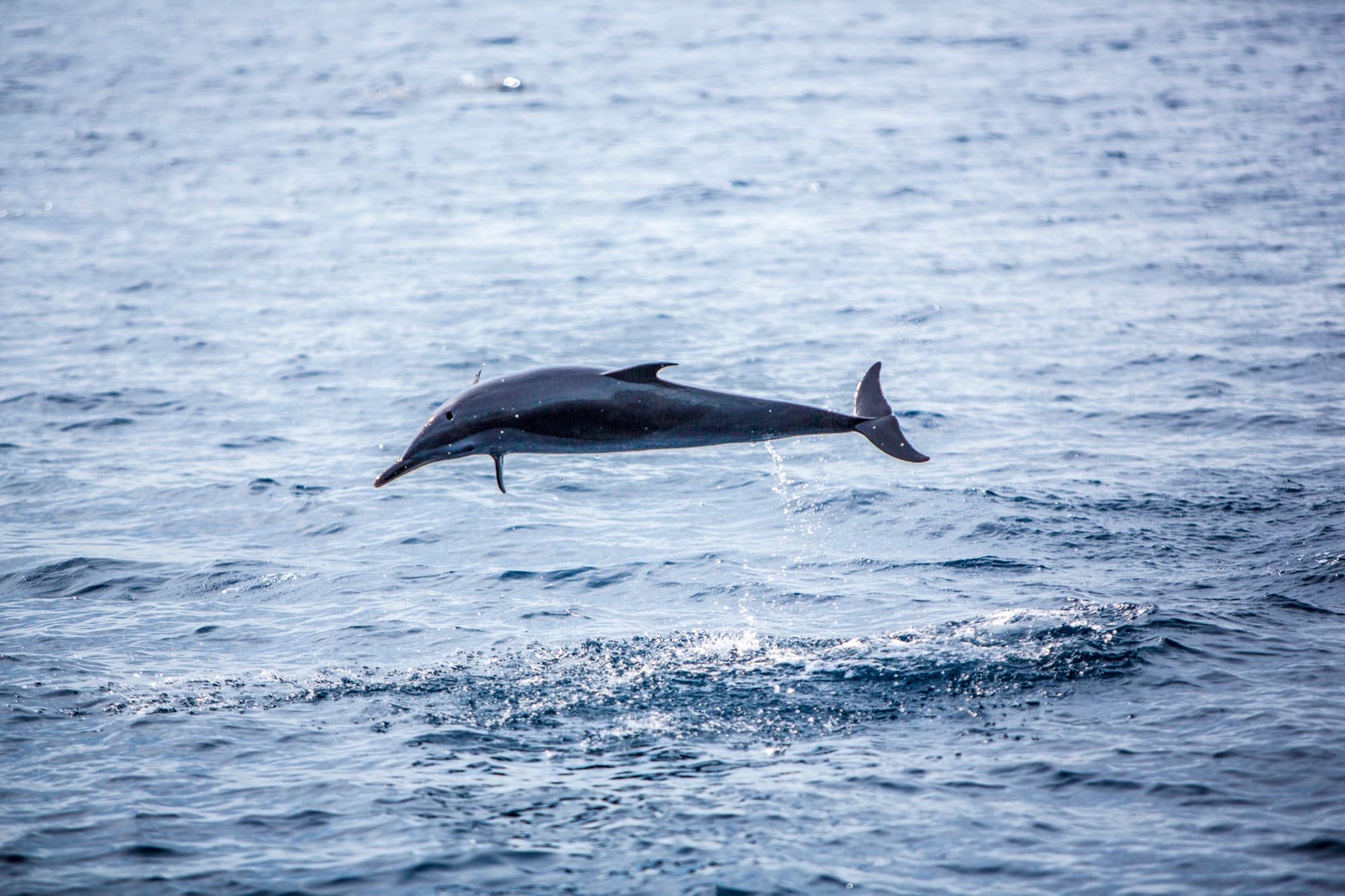 A spinner dolphin leaping offshore on the dolphin-watching tour