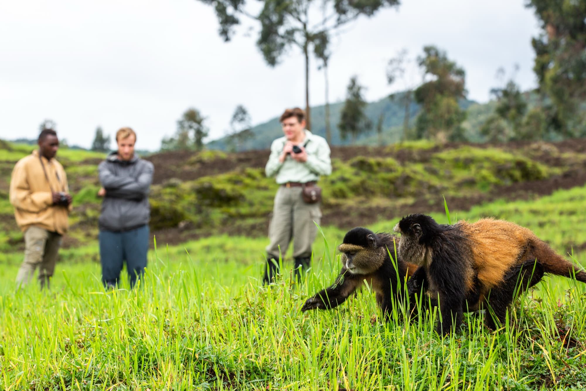 A golden monkey in the grass near trekkers, Volcanoes National Park