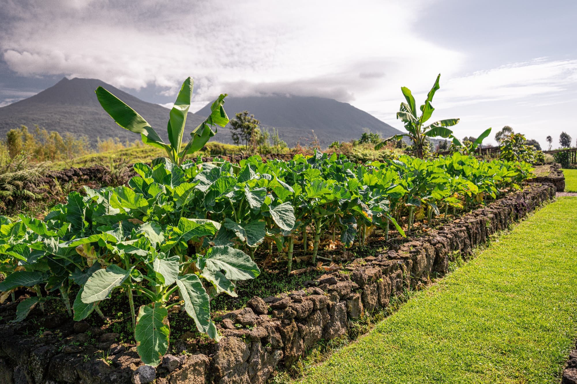 Vegetable beds of the Akarabo Nursery garden, volcano behind