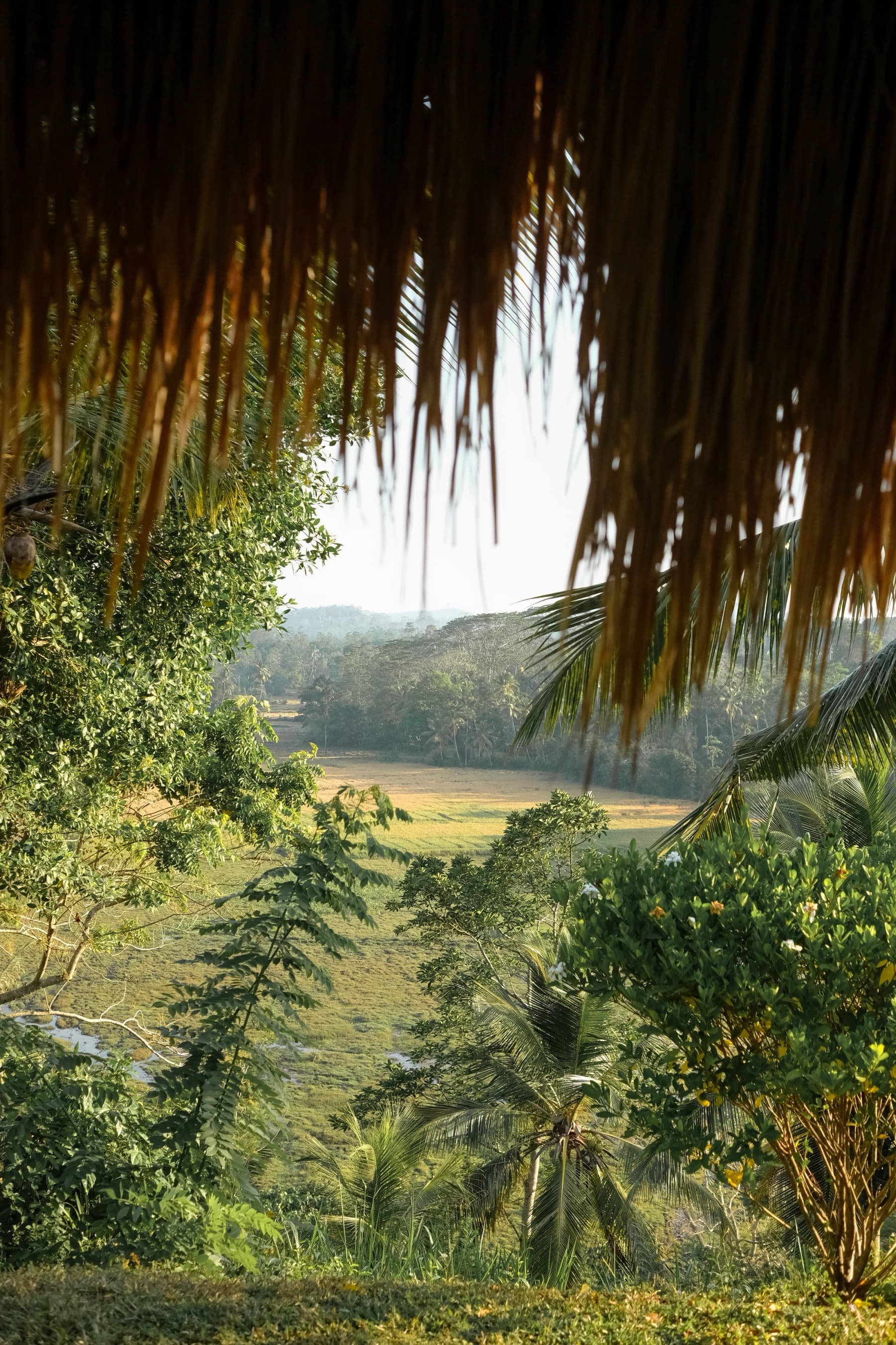 Rice paddies and wooded hills seen beyond thatched eaves