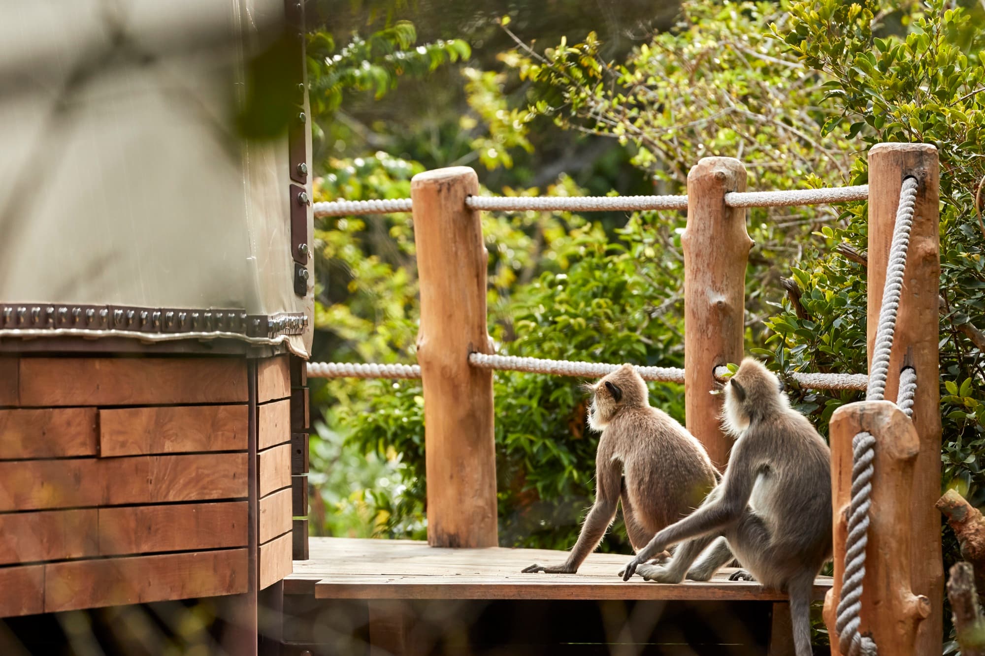 Two grey langur monkeys on a wooden deck at the edge of a Cocoon tent