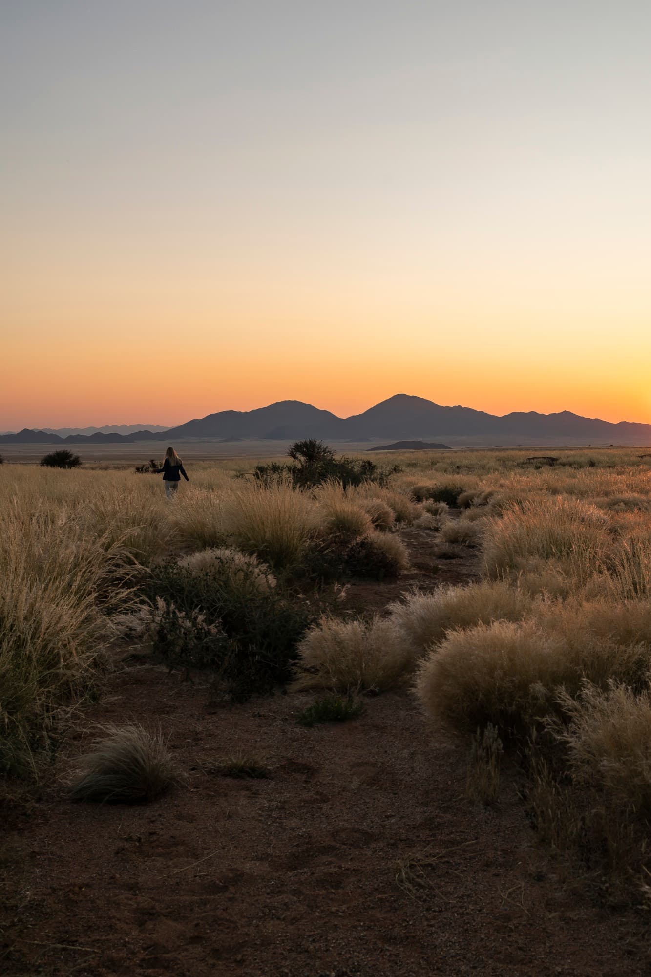 Grass plains at sunset during a nature drive