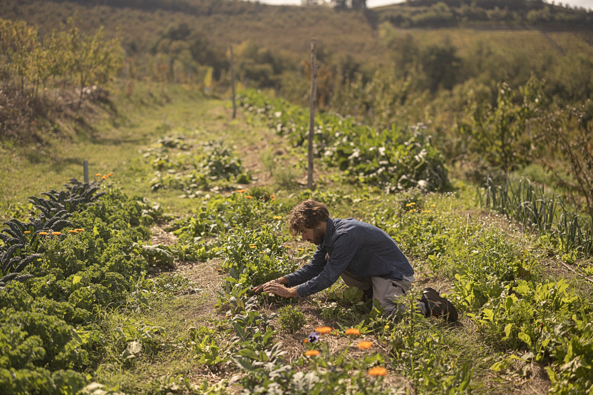 Gardener working between the rows of the kitchen garden