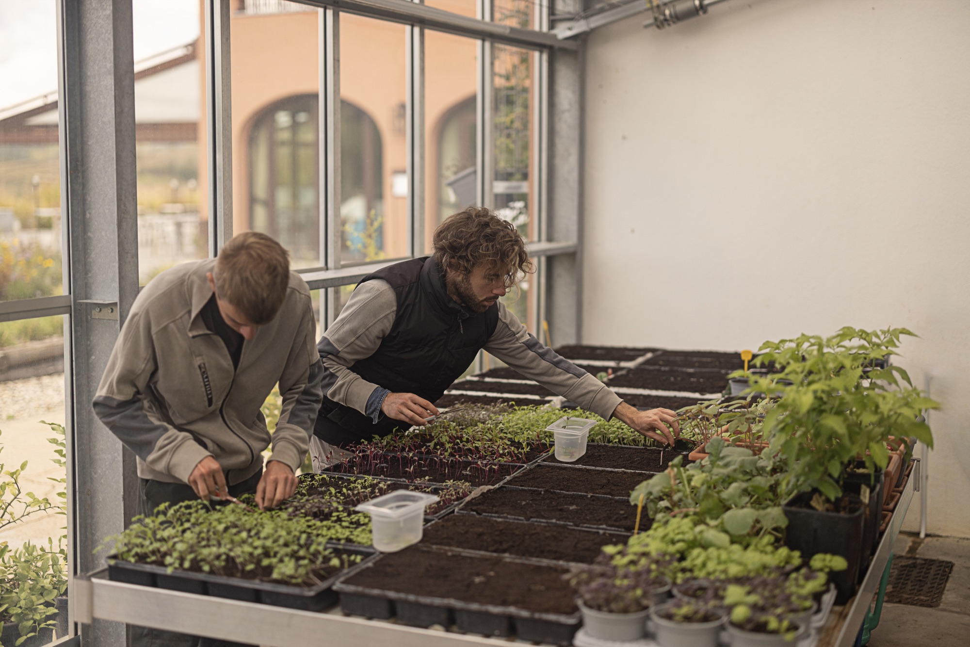 Two gardeners tending seedlings in the greenhouse