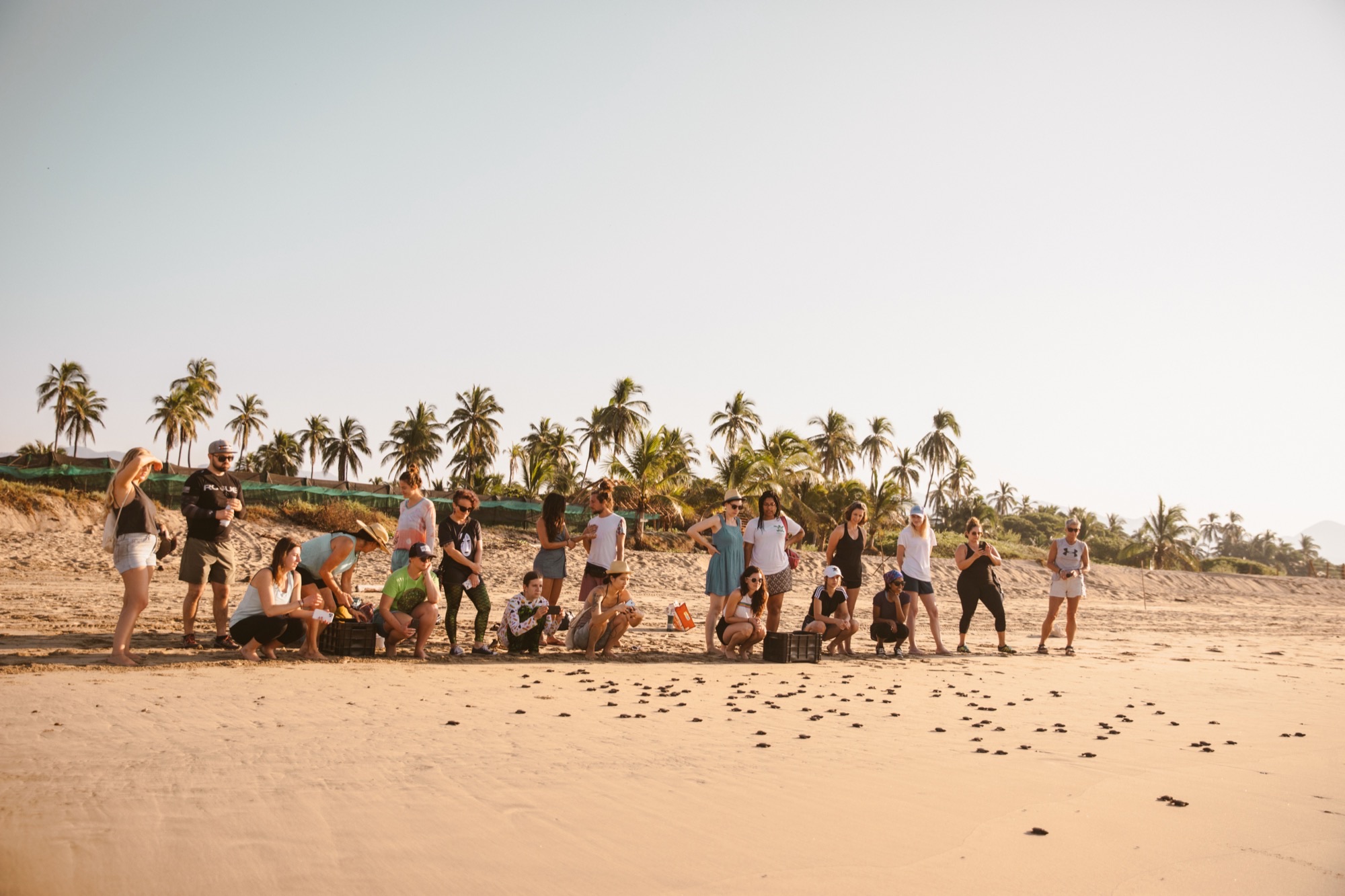 Hatchlings crossing the beach at dawn, watched from a distance