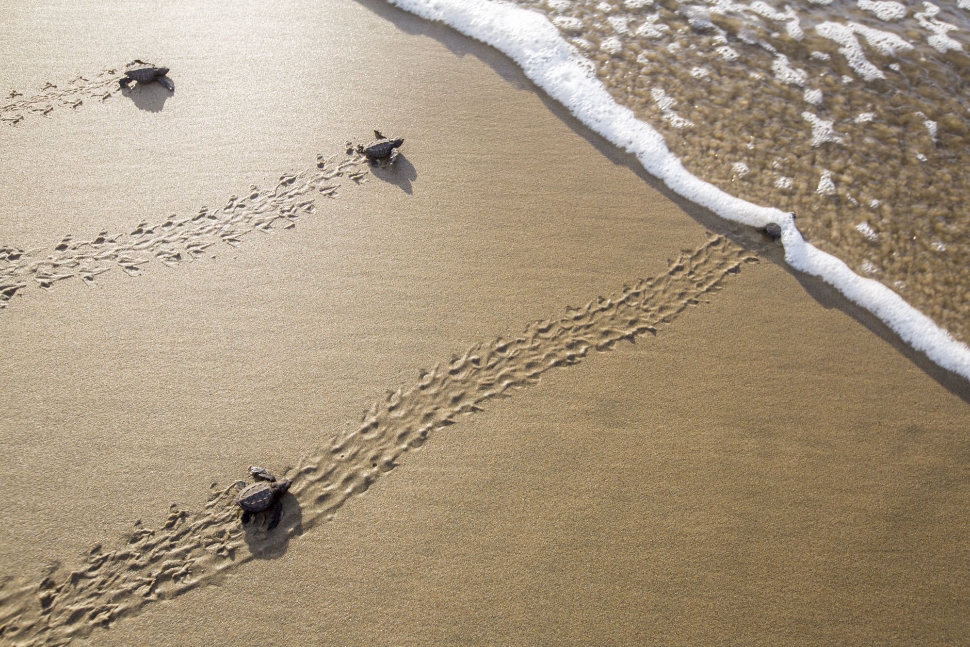 Hatchlings crawling to the sea, leaving tracks in the sand