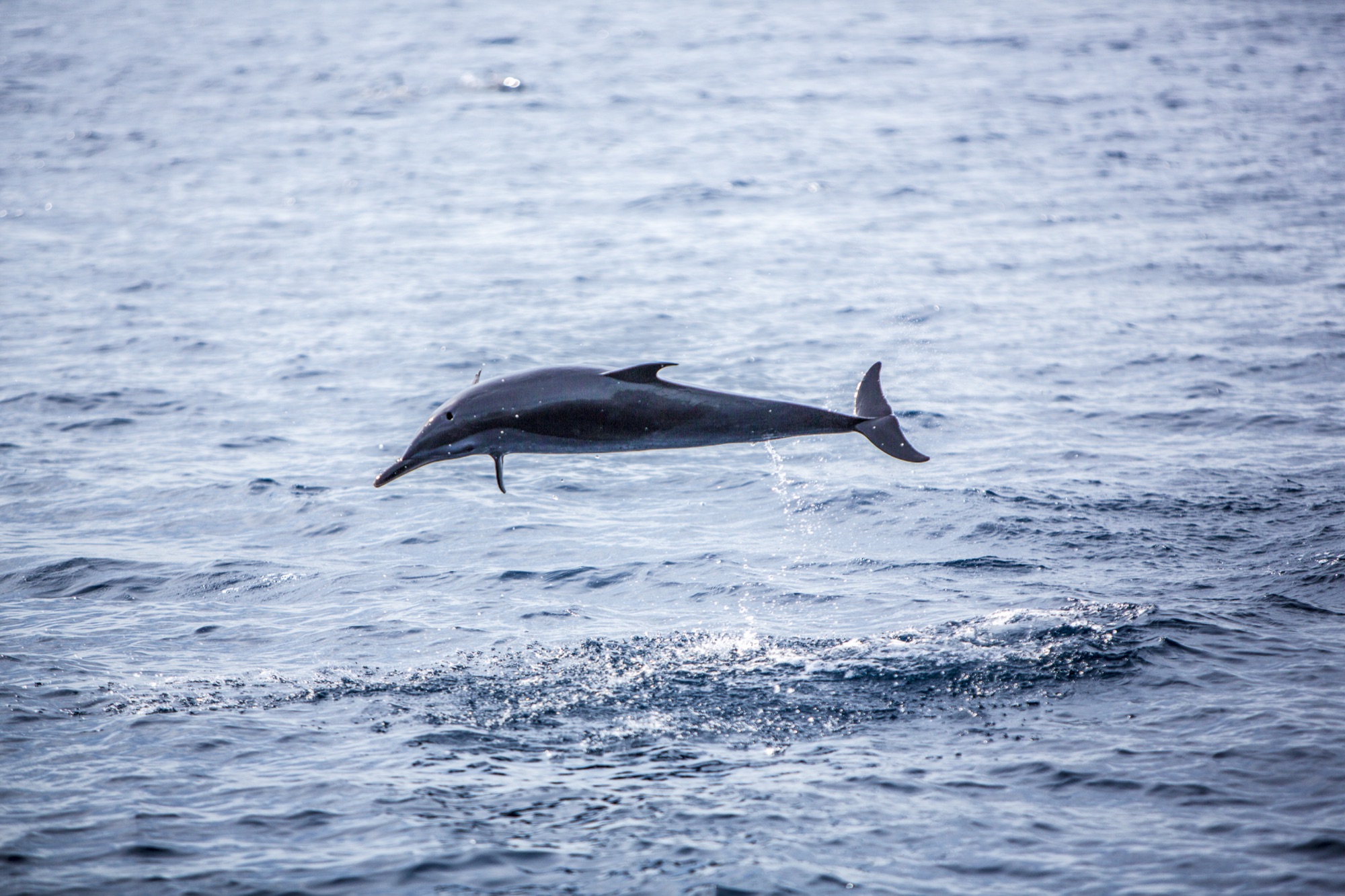 A spinner dolphin leaping offshore on the dolphin-watching tour