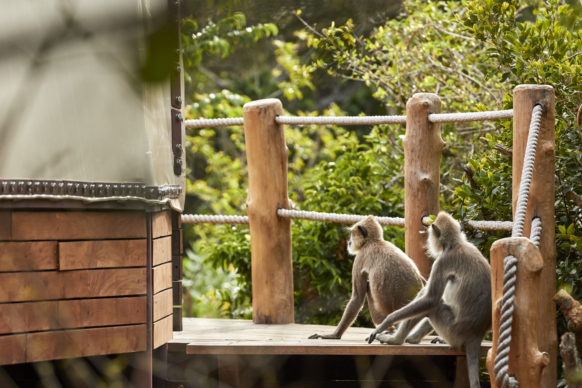 Deux langurs gris sur une terrasse en bois au bord d'une tente Cocoon