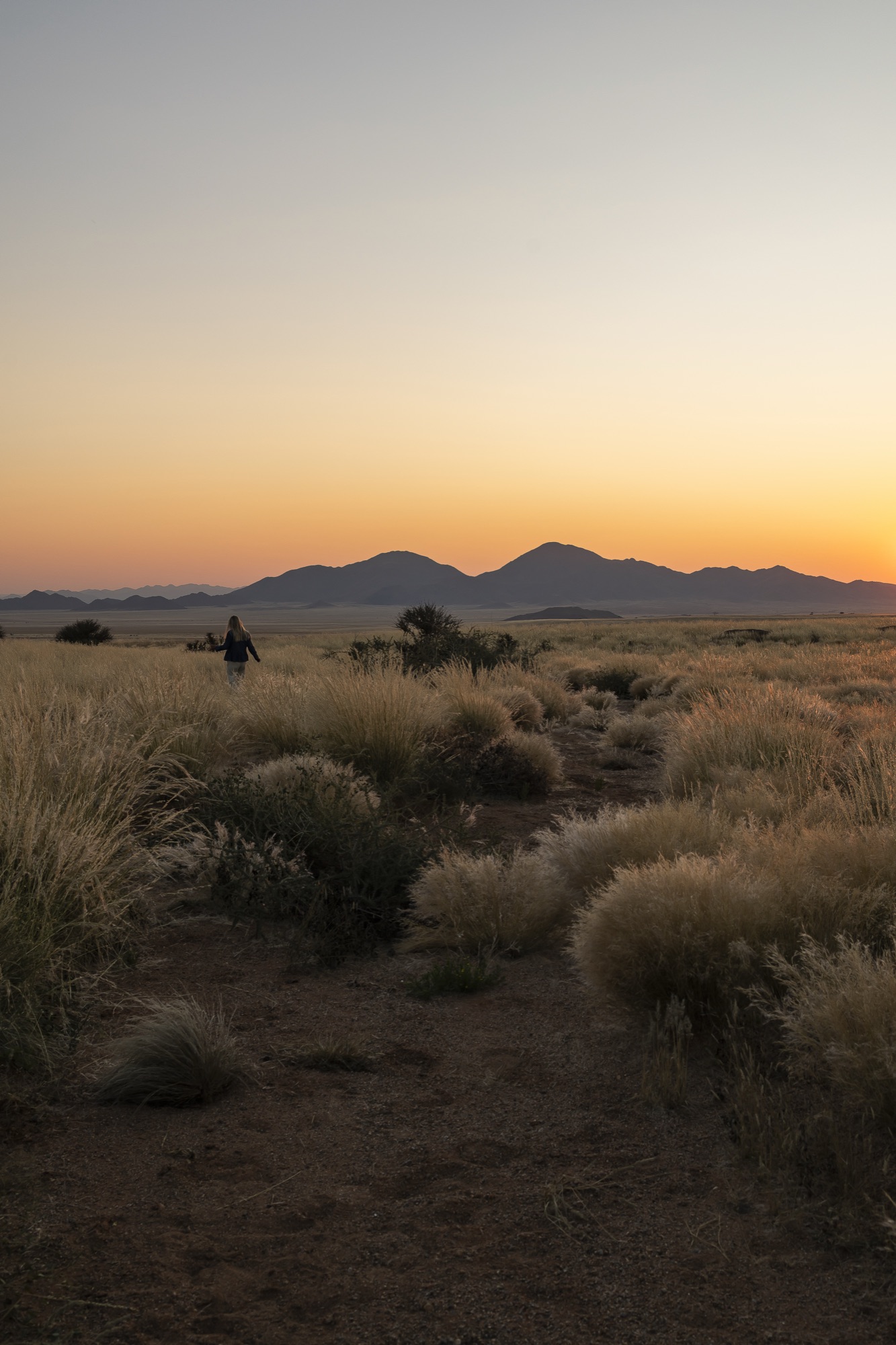 Grass plains at sunset during a nature drive